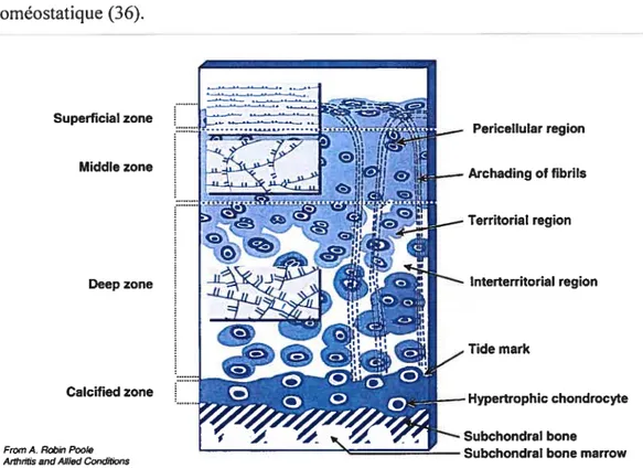 Figure 3: L’os sous-chondral et ses modifications au cours de l’arthrose (modifié d’un symposium clinique, 1996)