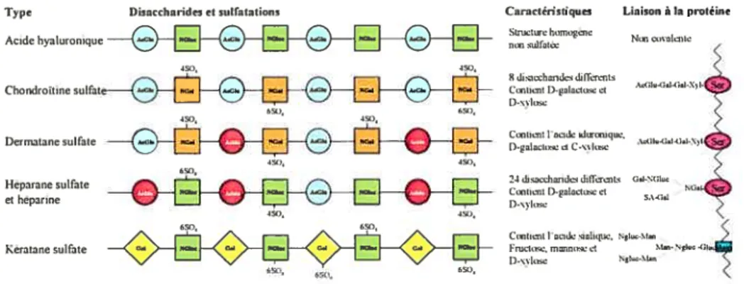 Figure 9: Structures des différents glycosaminoglycanes (AcGIu=acide glucuronique; Acldoacide idu ronique; NGaI=N-acétylgalactosamine; NGIuc=N-acétylglucosamine; GaI=Galactose; Ser°’sérine)