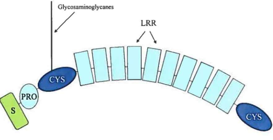 Figure 11: Structure globale des SLRPs (Speptide signal de la région N-terminale; PRO=propeptide; CYS=région riche en cystéine; LRR=région riche en leucine) (tirée de Woods A, Arthritis and AIlied Conditions, 2005)