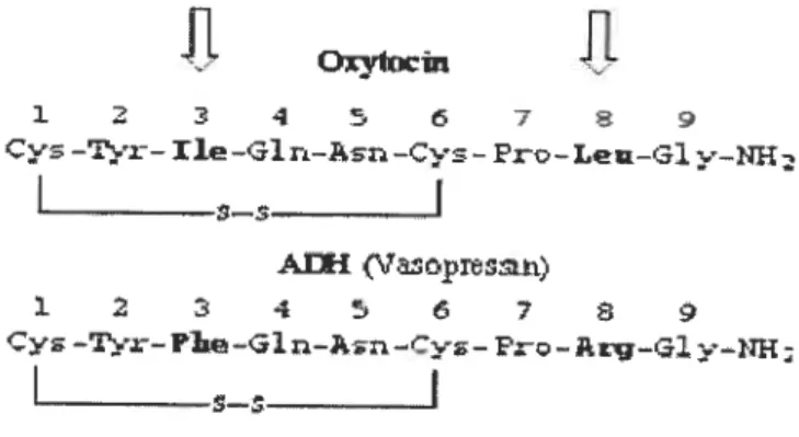 fig. 2 : Comparaison des séquences des acides aminés d’ocytocine et de la vasopressine