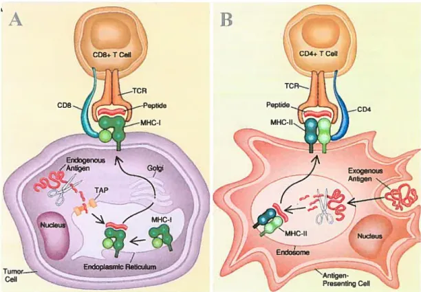Figure 1 Présentation antigénique par les molécules du CMH