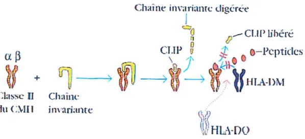 Figure 3 Assemblage des molécules du CMH de classe II