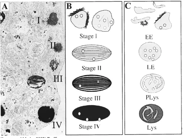 Figure 3 Les différents stades de maturation des mélanosomes