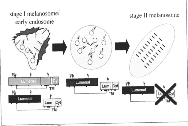 figure 4 Formation des striations à l’intérieur des prémélanosomes