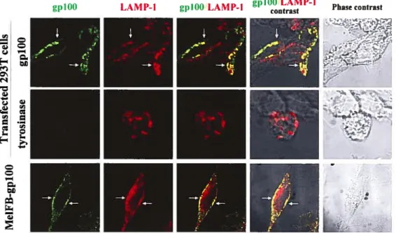 Figure 2 Co-localization of gplOO and LAMP-1 Lepage and Lapointe