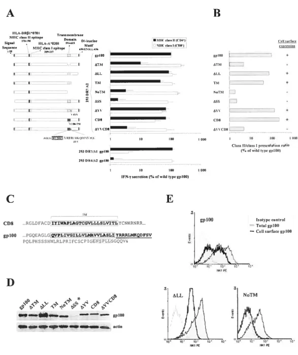 Figure 3 Mapping of gplOO-derived targeting sequences essential for MHC class II presentation.