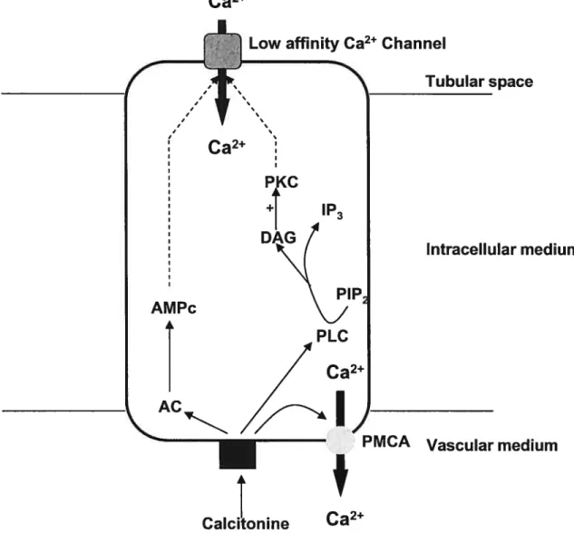 Figure 2 effets de la calcitonine sur le segment distal du néphron de lapin