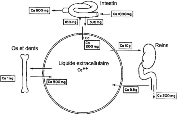 Figure 3: Flux journaliers entre les différents compartiments de l’organisme impliqués dans la régulation du calcium absorbé.