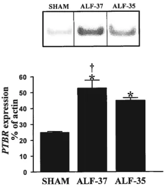 Figure 2. Increased expression of IBP in the cerebral cortex of rats with ALF due to liepatic devascularization