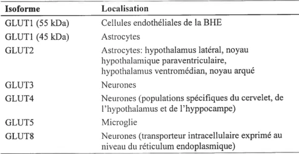 Tableau 1.2 Isoformes de la famille des transporteurs du glucose exprimés dans le SNC