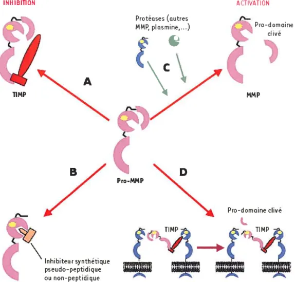 Figure 8. Mécanismes de régulation de l’activité des MMPs. Les MMPs sont inhibées par la formation d’un complexe équimolaire avec les TIMPs (A) ou par des inhibiteurs synthétiques pseudo-peptidiques ou non-peptidiques qui entrent en compétition au niveau d