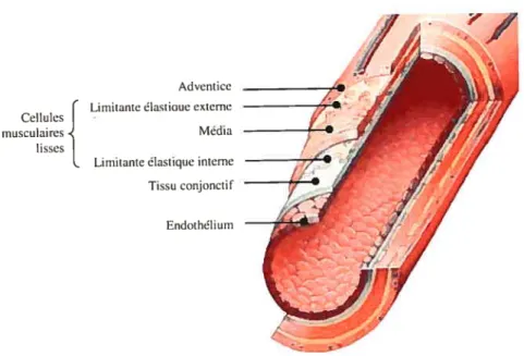 figure 1. Structure des artères.