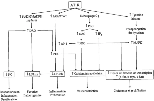 Figure 6. Schéma des principaux signaux de transduction du récepteur AT1 [120].