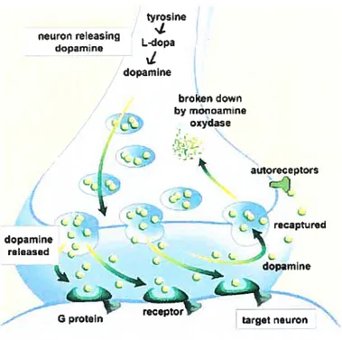 Figure 1. Mécanismes de la transmission dopaminergique au niveau synaptique www.thebrain.mcgill.ca/