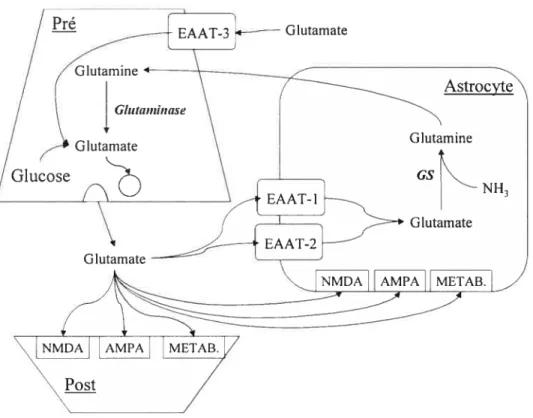 Figure f : Schéma simplifié représentatif de la neurotransmission glutamatergique dans le cerveau.