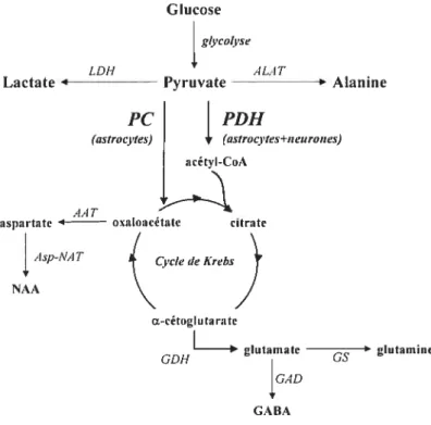Figure 2: Destinées principales du glucose dans le cerveau.