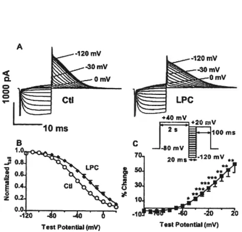 Figure 2. A, IHERG recordings (with voltage protocol in inset) before and 10 minutes after LPC application