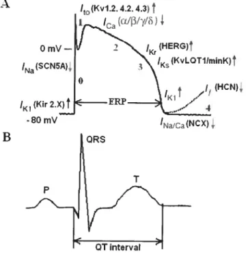 Figure 1. The temporal relationships between the ventricular AP and the corresponding surface ECG