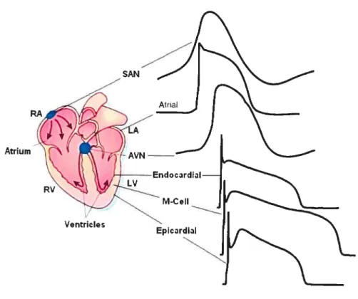Figure 2. Action potential waveforms are variable in different regions of the heart. Schematic representation of the heart; action potential waveforms recorded in different regions of the heart are illustrated