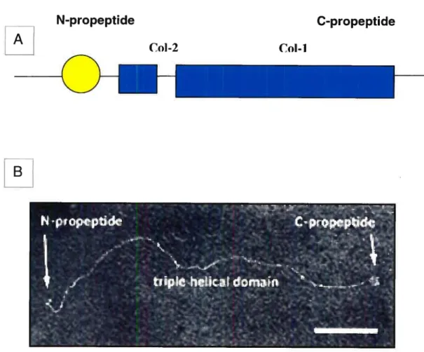 Figure 2 : (A) Structure et (B) photo au microscope électronique à