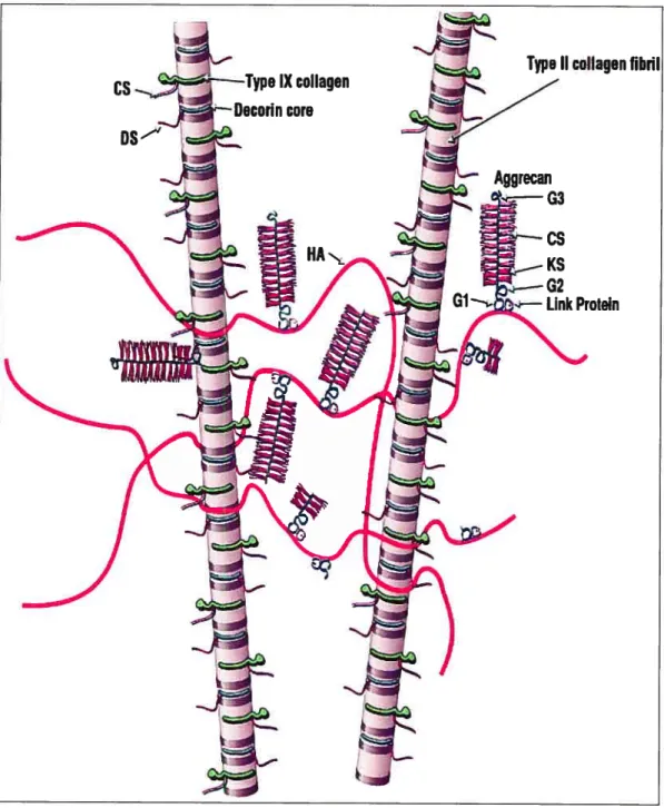 Figure 4: Schéma d’un réseau de macrofilamment de collagènes et d’aggrécanes associé avec l’acide hyaluronique (HA).