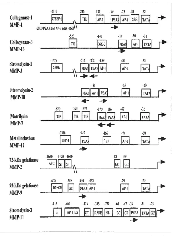 Figure 6: Structure des promoteurs des MMPs humaines.