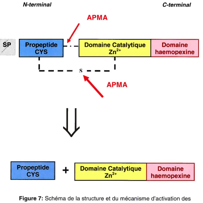 Figure 7: Schéma de la structure et du mécanisme d’activation des