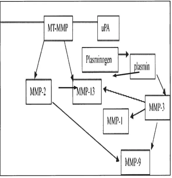 Figure 8: Schéma de la cascade d’activation des MMPs par les MMPs.