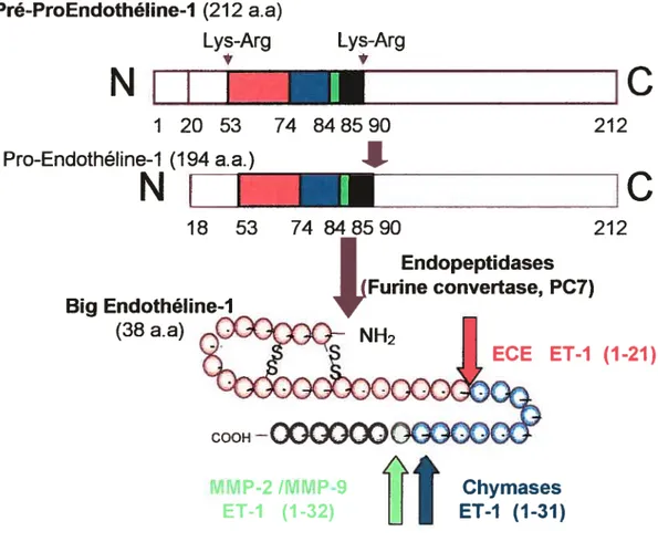 Figure 1 La synthèse de l’endothéline-l