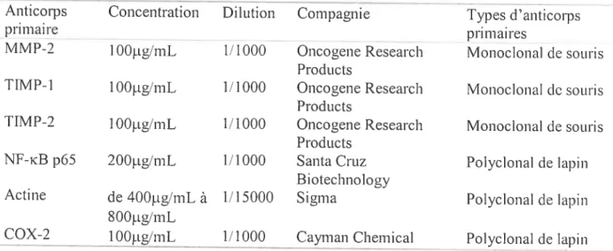Tableau It Liste des anticorps primaires utilisés pour analyse par Western Blot