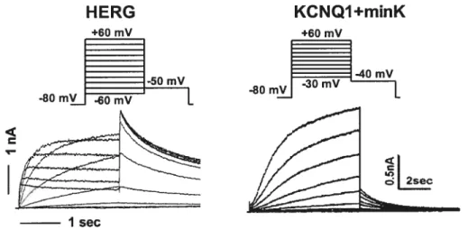 Figure 4. Comparison of cardiac delayed rectifier K currents in heterogenous systems. HERG encodes ‘Kr and KCNQ1+minK encodes ‘Ks.