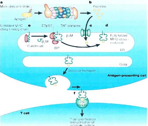 figure 1. Voie générale de la présentation antigénique par le CMII de classe I. Tiré de Kloetzel et coll., 2001