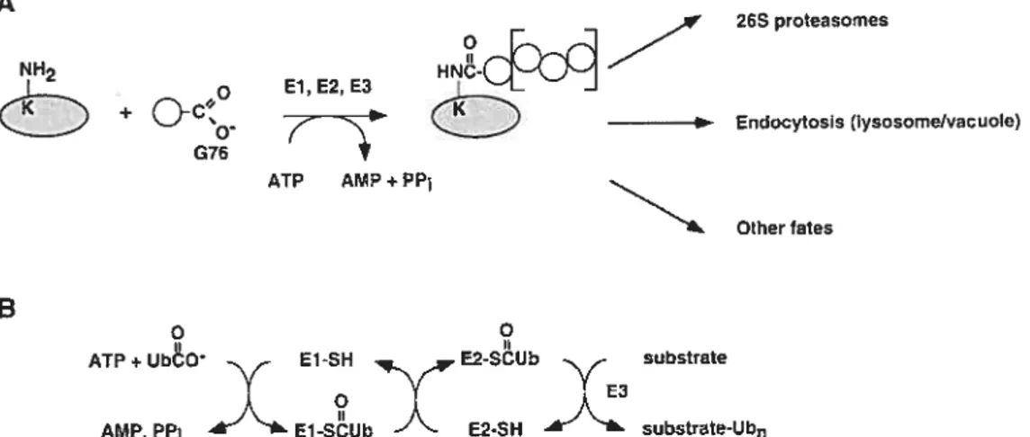 Figure 2. Les étapes de l’ubiquitination des protéines. Tiré de Pickart, 2001. A) Les molécules d’ubiquitines (rond gris clair) se lient sur le groupement epsilon des lysines contenues dans la séquence primaire des protéines cibles (ovale gris foncé)