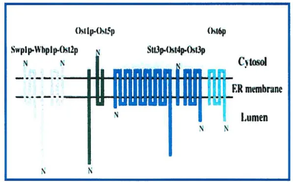 Figure 6. Le complexe oligosaccharyltransférase de la levure. Tiré de Yan et coll., 2002