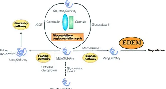 Figure 8. EDEM reconnaît les glycoprotéines mal repliées et les cible pour la dégradation par la voie de l’ERAD