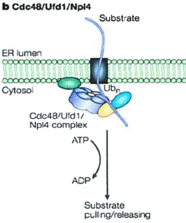 Figure 9. L’extraction des protéines de la membrane du RE par le complexe Cdc4$/Ufdl/Np14