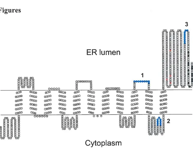 figure 1. Proposed mouse STT3B topology in the ER membrane. The model is