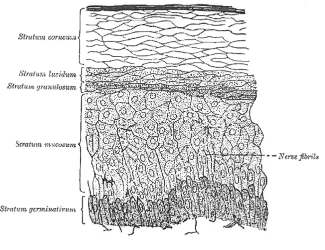 Fig. 2 Les couches épidermiques (3)