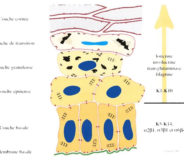 Fig. 4 Expression de différentes protéines dans les couches de la peau