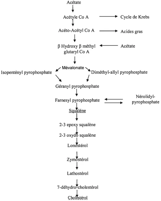Fig. 5 Étapes de la biosynthèse du squalène et du cholestérol