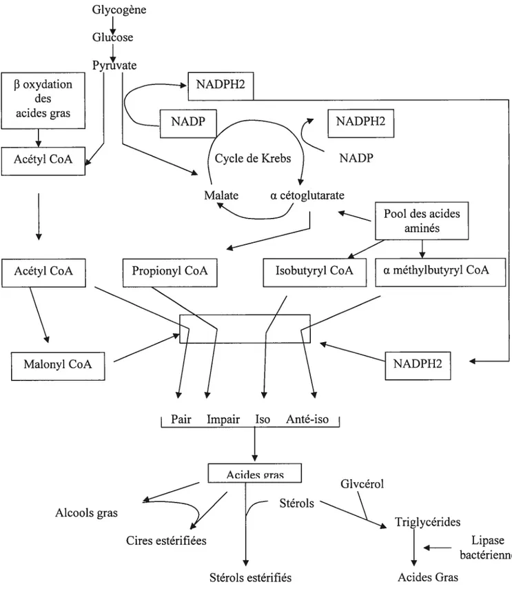 Fig. 6 Étapes de la biosynthèse des acides gras, des alcools gras, des cires estérifiées, des stérols estérifiés et des triglycérides