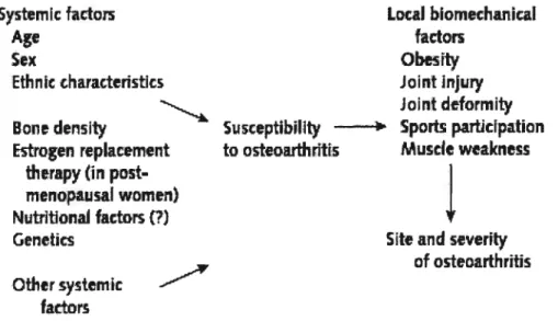 Figure 1. Pathogenesis of OA with putative risk factors (Feison et ai, 2000)