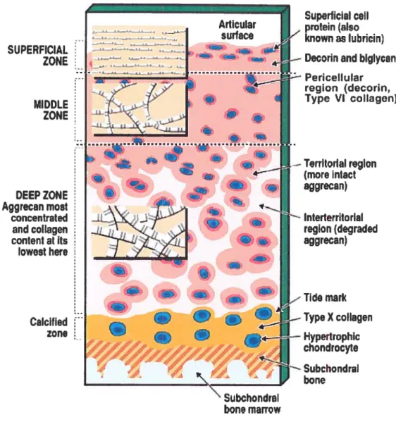 Figure 2. Diagrammatic representation of the general structure of human articular cartilage from an aduit to show the zones, regions, and relationship with
