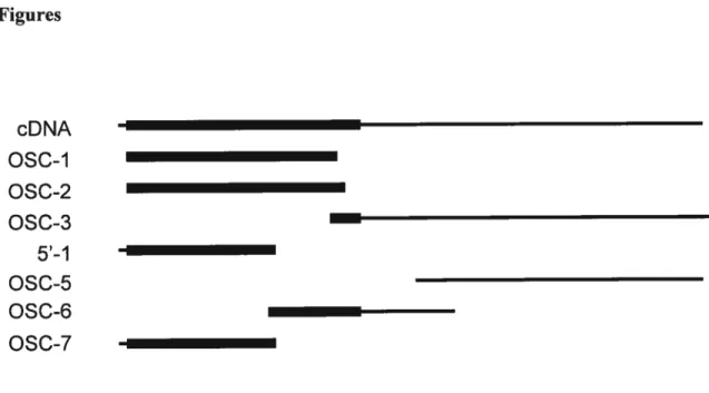 Figure 1: Representation of the different mouse GNPDAJoscillin cUNA clones sequenced. The OSC-l (72$ nt.) and OSC-2 (777 nt.) clones were the first obtained by RT-PCR using testis cDNA with degenerate oligonucleotides