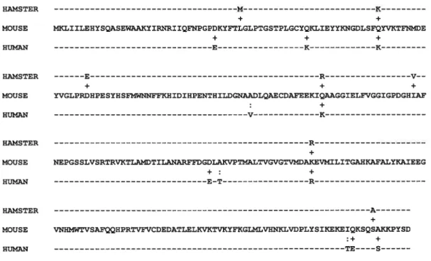 Figure 3: Sequence alignment 0f ffl0USC GNPDA/oscillin with the hamster and human GNPDAIoscillins