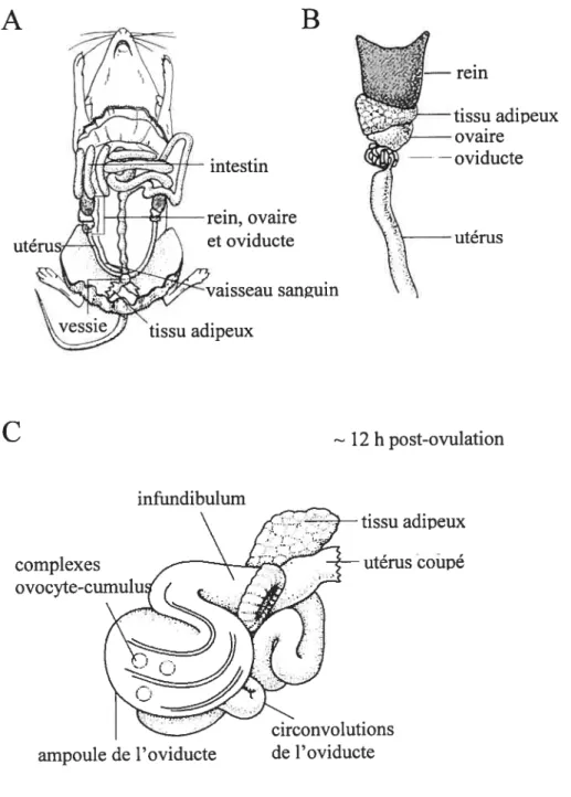 Figure 1.1 Anatomie du système reproducteur de la souris femelle. (A) Souris en