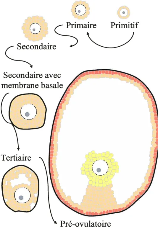 Figure 1.3 : Résumé des principaux stades de la folliculogénèse. Au stade pré ovulatoire, on distingue les tTois principaux types de cellules de la granulosa : Les cellules du cumulus (en jaune), les cellules péri-antrales (en beige) et les cellules murales (en orangé).