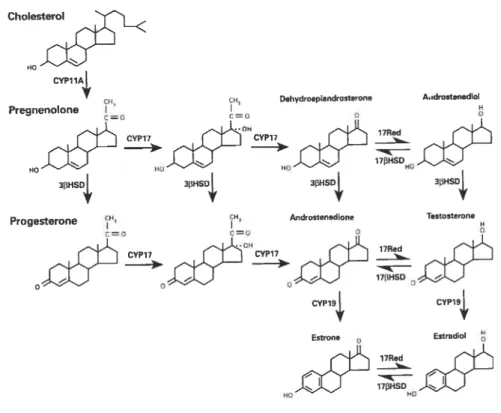 Figure 1.4 : Principaux stéroïdes, enzymes et voies métaboliques impliqués dans la stéroïdogénèse ovarienne chez les mammifères.