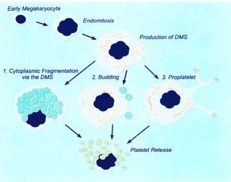 Figure 1: Les trois modèles proposés pour la production de plaquettes à partir des mégacaryocytes