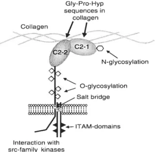 Figure 3: Structure de la GPVI. (Alan D. Michelson. Platelet,r. 2002.)